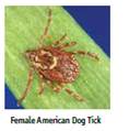 tick #3 image