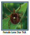 tick #4 image