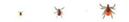 Deer Ticks (Actual Size)
