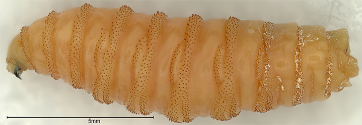 depicts a third-instar larva of the New World screwworm