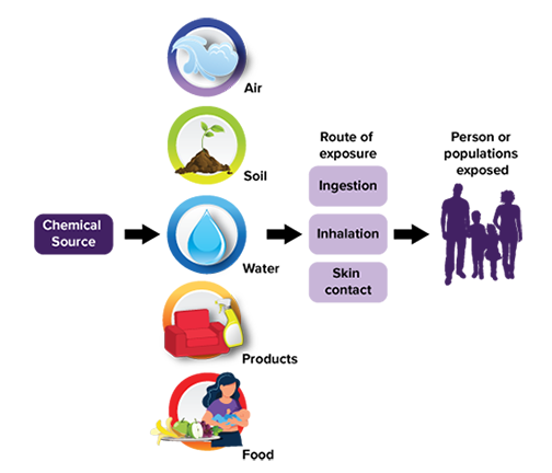 Image of different chemical exposures and the routes of exposure for people