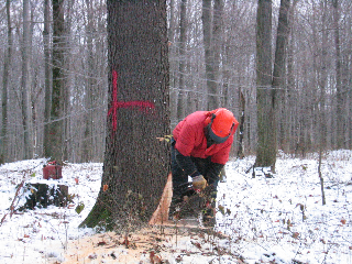 picture of logger