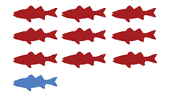 image showing nine red fish and one blue fish representing roughly 80 to 95% chance of striped bass caught in Troy (during fall season) being over 0.5 ppm PCBs