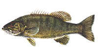 photo of a Smallmouth bass