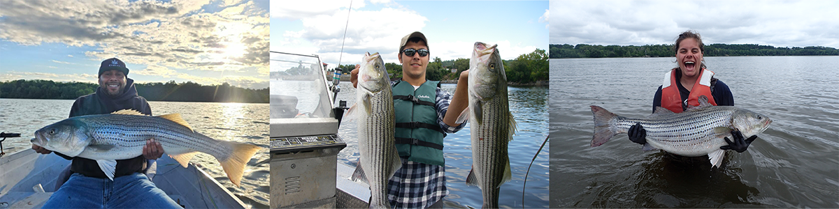 banner image of three anglers holding striped bass