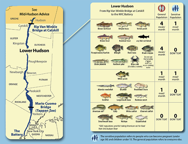 Advice on eating fish you catch from the lower hudson, from the Rip Van Winkle Bridge in Catskill to the New York City Battery. An accessible table with advice is available below.