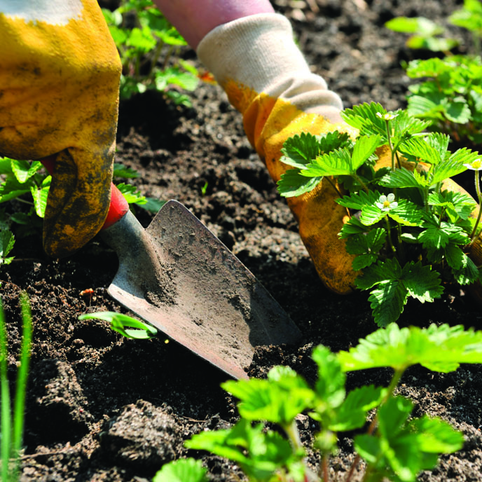 picture of a garden