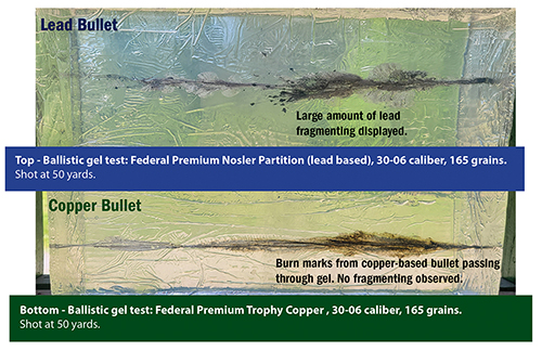 Image showing a lead-based and copper-based bullet's path through ballistic gel. The lead bullet shows a lot of fragmenting, the copper bullet goes straight through the gel with no fragmenting.