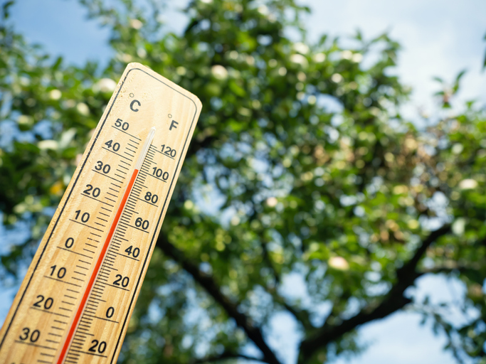 Image of thermometer showing 100 degrees with tree in background