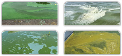 images of harmful blue-green algae blooms