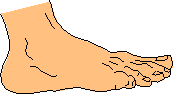 Foot