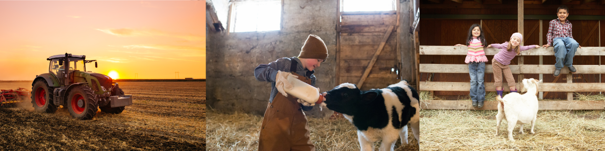 tractor seeding, young boy milking a calf, children sitting on fence