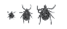 Deer Tick Actual Size
