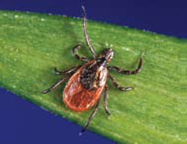 Female Deer Tick