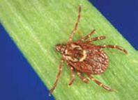 Female Dog Tick