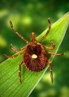 Female Lone Star Tick