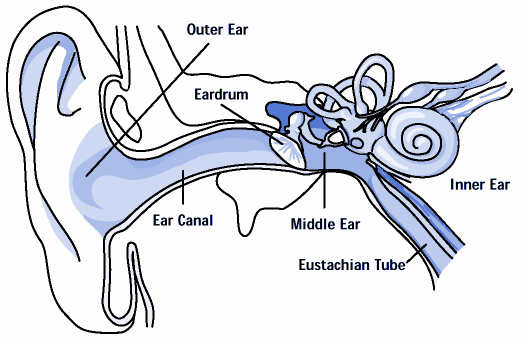 Diagram of the Human Ear