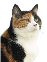 picture of cat