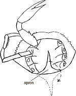 picture of full crab