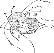 picture of open crab