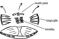 picture of crab innards