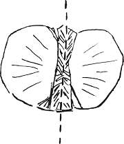 picture of crab's bottom shell